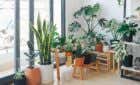 The 7 Best Apps to Identify House Plants image